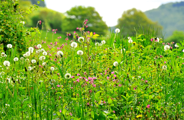 Natuur in Bourgogne: natuurpark Morvan