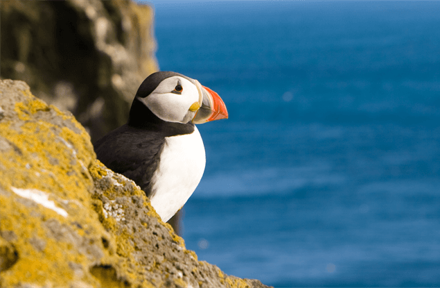 Vogels spotten in Bretagne: papegaaiduiker