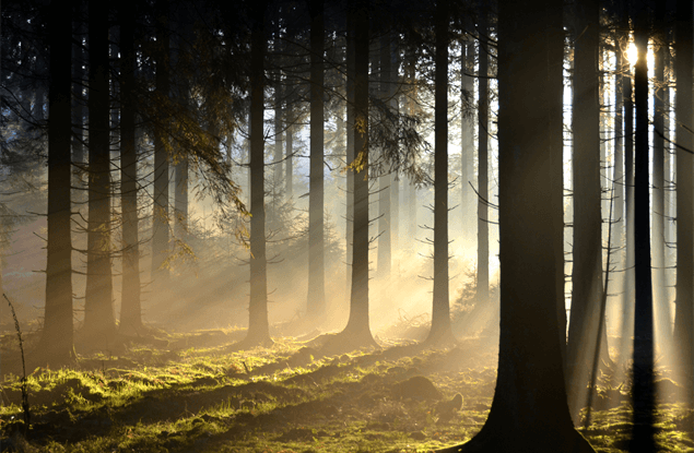 Natuur in de Champagne Ardenne: bos in de Franse Ardennen