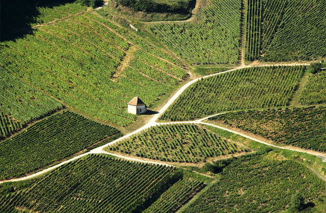 Jura wijn: wijngaarden bij Château Chalon