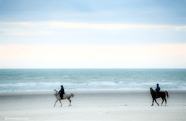 activiteiten in Noord Frankrijk: paardrijden op het strand, la baie de la Canche, Côte Opale