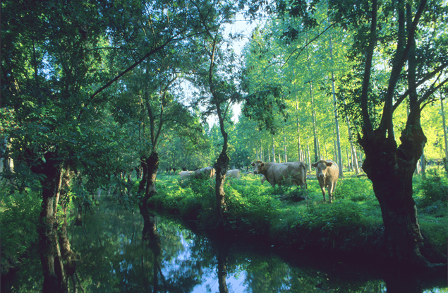 Natuur in Poitou Charentes, westkust Frankrijk